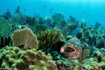 Protecting Marine Reserves: Public-Private Partnerships in Cuba’s Gardens of the Queen