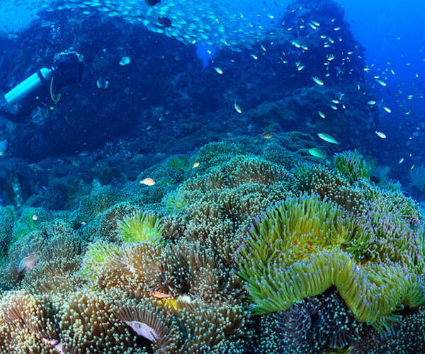 Dear Southeast Asian nations: Dive deep into marine preservation