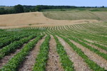 Row crop farm fields in the U.S.