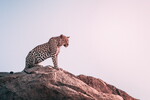 Cheetah on Rock