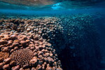 Under sea scape