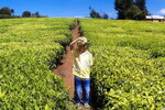 Impact Investors Find Value in Smallholder Agriculture