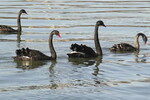Black Swans and Sustainability