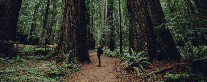 Woman in redwoods