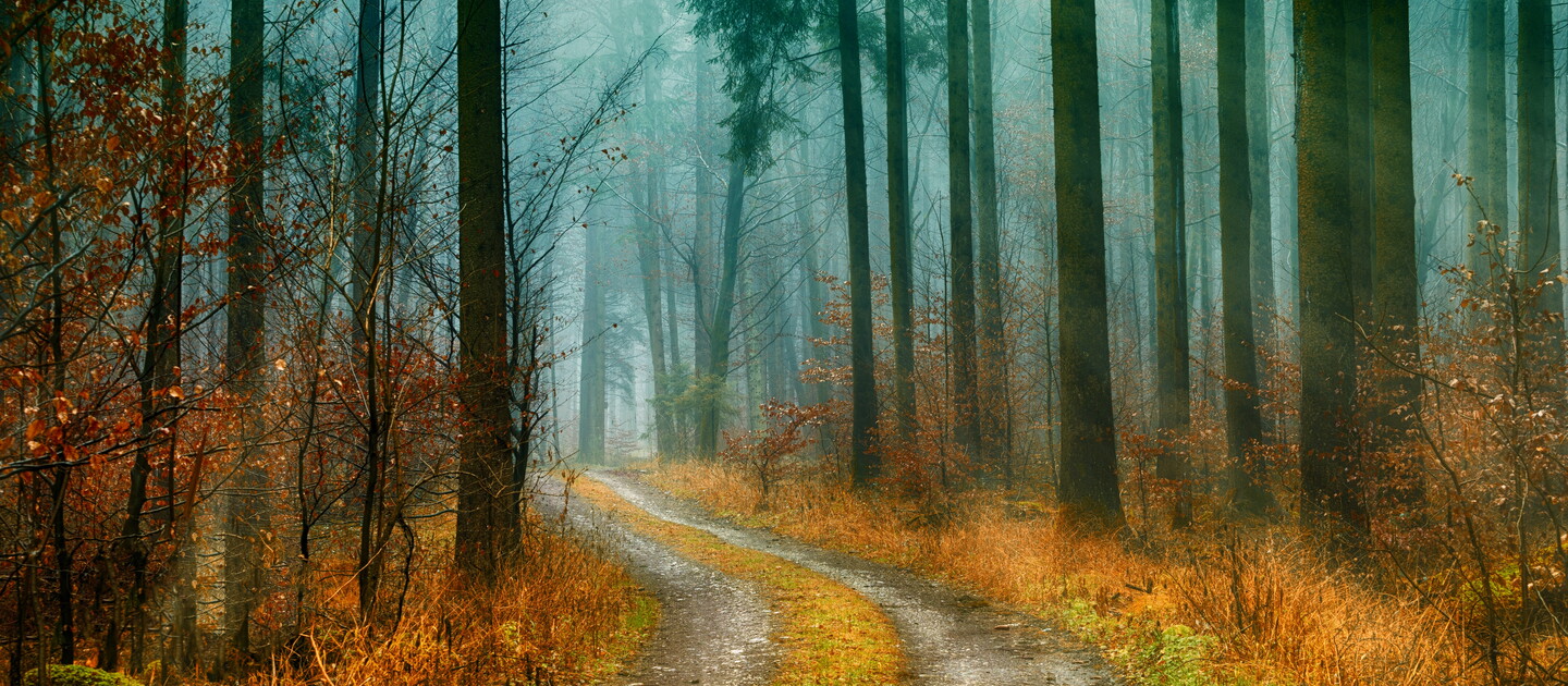 Pathways through the woods