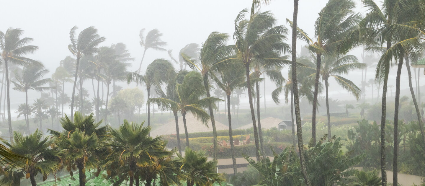 Hurricane winds through palm trees