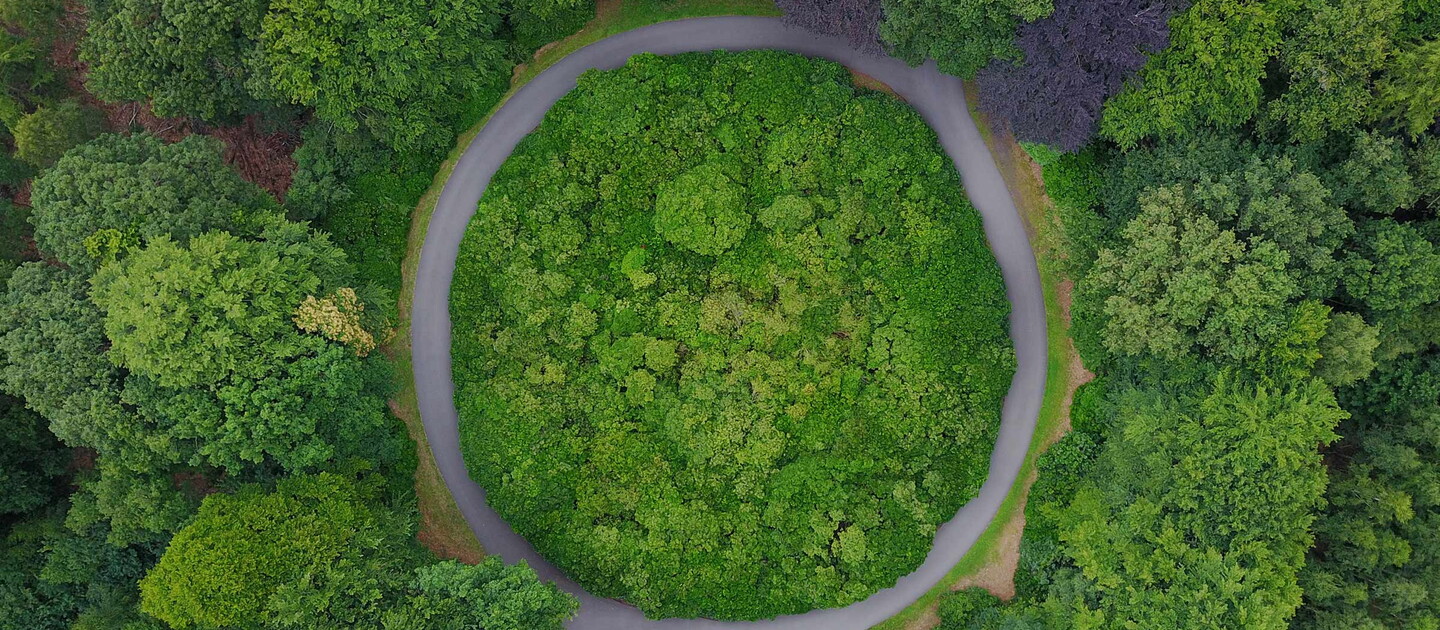 circular road in a forest