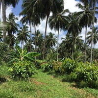 coconut agroforestry system owned by 12Tree