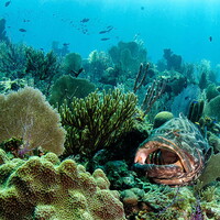 Protecting Marine Reserves: Public-Private Partnerships in Cuba’s Gardens of the Queen