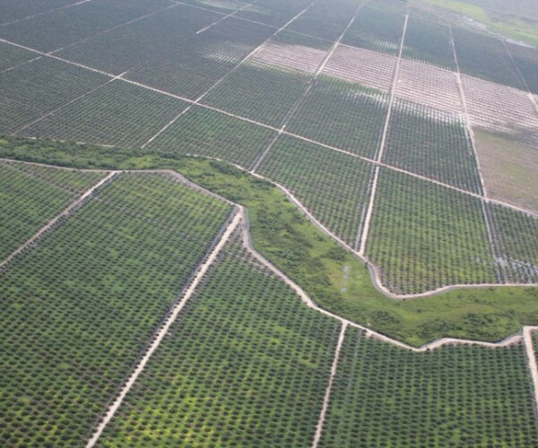 Palm Oil in Indonesia: Environmental and Social Aspects
